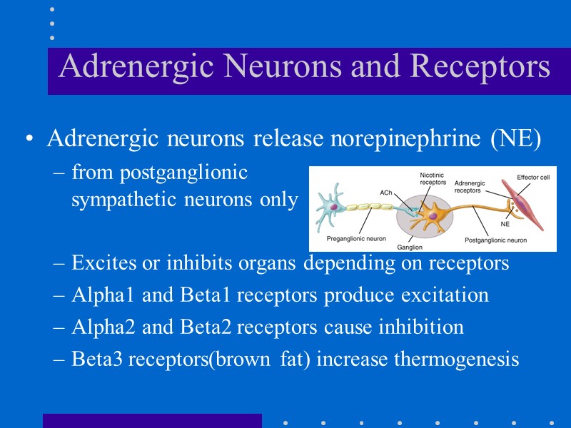 Adrenergic Neurons and Receptors Adrenergic neurons release norepinephrine (NE)  from postganglionic sympathetic neurons